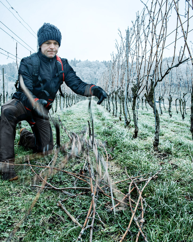 Weingemeinschaft, Portrait, Daniel, Wein kaufen